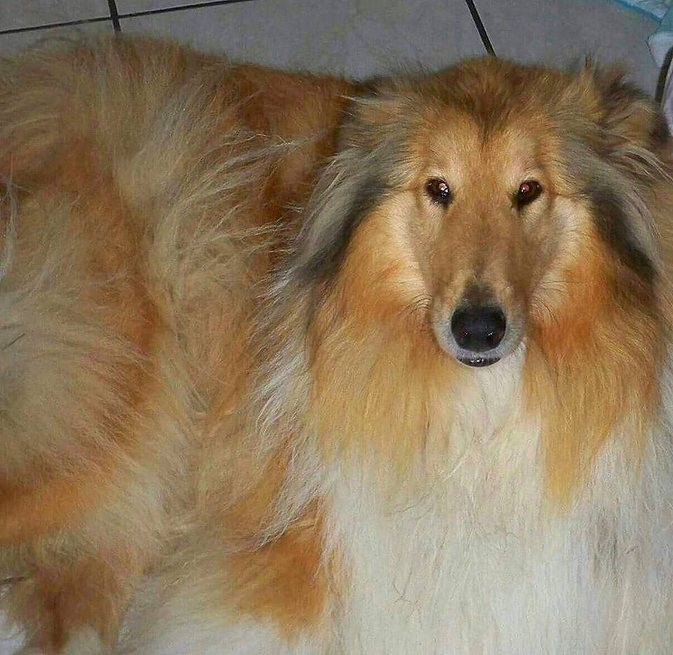 Helfy a rejoint le concours — aidez-le/la à gagner de superbes lots ! blond, brown, canidae, carnivore, collie, companion_dog, dog, dog_breed, fawn, fur, iris, liver, mammal, rough_collie, shetland_sheepdog, snout, sporting_group, tan, whiskers, working_animal