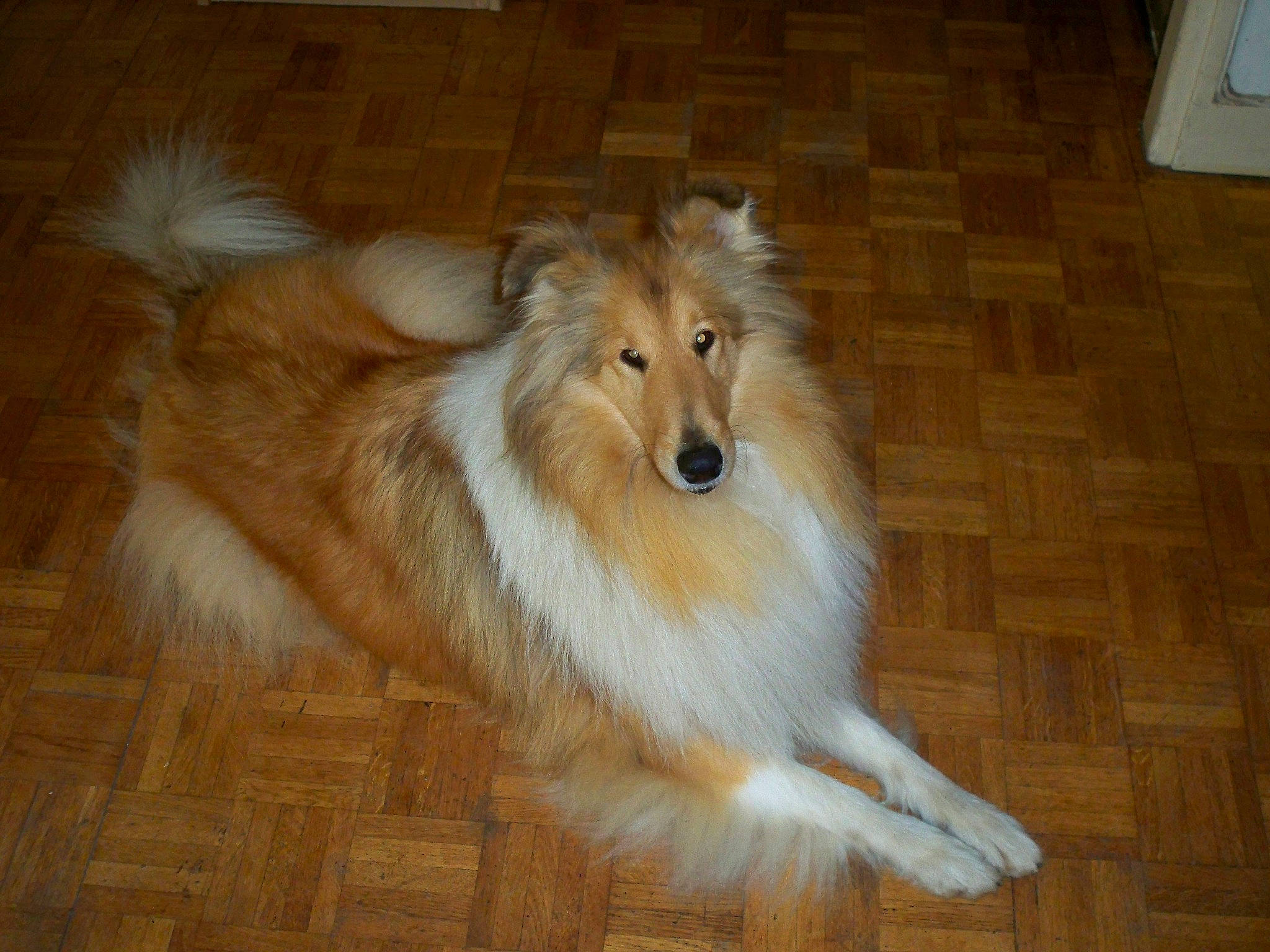 Helfy a rejoint le concours — aidez-le/la à gagner de superbes lots ! canidae, carnivore, collie, companion_dog, dog, dog_breed, fawn, floor, flooring, fur, hardwood, laminate_flooring, natural_material, rough_collie, shetland_sheepdog, sporting_group, varnish, wood, wood_flooring, wood_stain