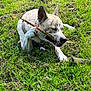 Ayato a rejoint le concours — aidez-le/la à gagner de superbes lots ! dog, grass, stick, playful, outdoor, pet, animal, canine, nature, greenery, leash, chewing, happy, summer, daylight, fur, ears, muzzle, collar, tongue