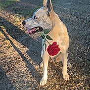 Ayato participe au concours pour gagner de l'argent avec cette photo : animal, blue_eyes, canine, cute, dog, flower, grass, leaf, nature, outdoor, park, path, pet, romantic, rose, shadow, sitting, summer, sunlight, tree