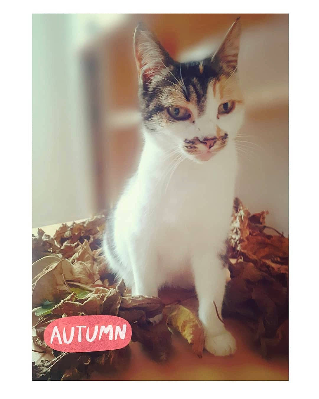 Cendrillon a rejoint le concours — aidez-le/la à gagner de superbes lots ! carnivore, cat, cat_supply, felidae, font, fur, happy, internet_meme, organism, paw, pet_supply, photo_caption, rectangle, small_to_medium_sized_cats, snout, square, stock_photography, tail, terrestrial_animal, whiskers