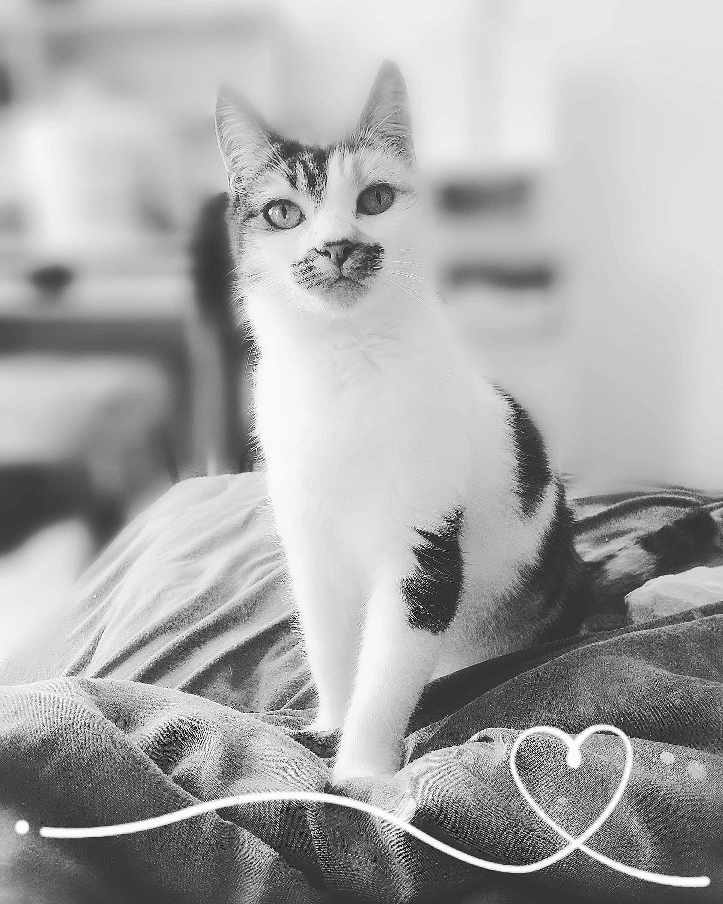 Cendrillon participe au concours pour gagner de l'argent avec cette photo : black, black_and_white, carnivore, cat, comfort, eye, felidae, fur, grey, head, human_body, mammal, monochrome, monochrome_photography, small_to_medium_sized_cats, snout, style, terrestrial_animal, whiskers, white