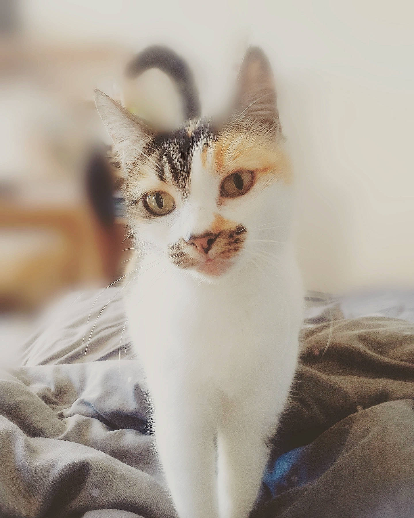 Cendrillon a rejoint le concours — aidez-le/la à gagner de superbes lots ! carnivore, cat, comfort, domestic_short_haired_cat, ear, felidae, fur, small_to_medium_sized_cats, snout, tail, terrestrial_animal, whiskers