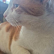Junior is registered to the contest to win money with this photo: animal, cat, close_up, cute, domestic_cat, feline, fur, indoor, laying_down, mammal, natural_light, orange, pet, profile, relaxed, resting, side_view, soft_light, whiskers, white