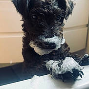 Coco joined the competition — help win amazing prizes! dog, puppy, bathroom, soap, bubbles, paw, fur, wet, pet, cute, black_dog, bathtub, animal, cleaning, indoor, grooming, licking, closeup, playful, curly_fur