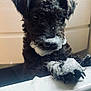 dog, puppy, bathroom, soap, bubbles, paw, fur, wet, pet, cute, black_dog, bathtub, animal, cleaning, indoor, grooming, licking, closeup, playful, curly_fur