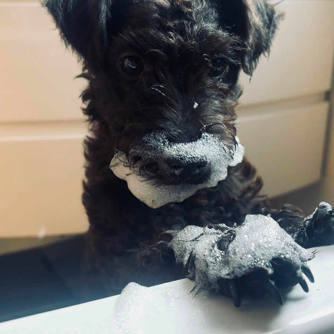 Coco joined the competition — help win amazing prizes! animal, bathroom, bathtub, black_dog, bubbles, cleaning, closeup, curly_fur, cute, dog, fur, grooming, indoor, licking, paw, pet, playful, puppy, soap, wet