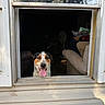 dog, window, house, shutters, tongue_out, happy, pet, living_room, fan, couch, indoor, outdoor, daylight, smiling, fur, animal, tongue, face, home, interior