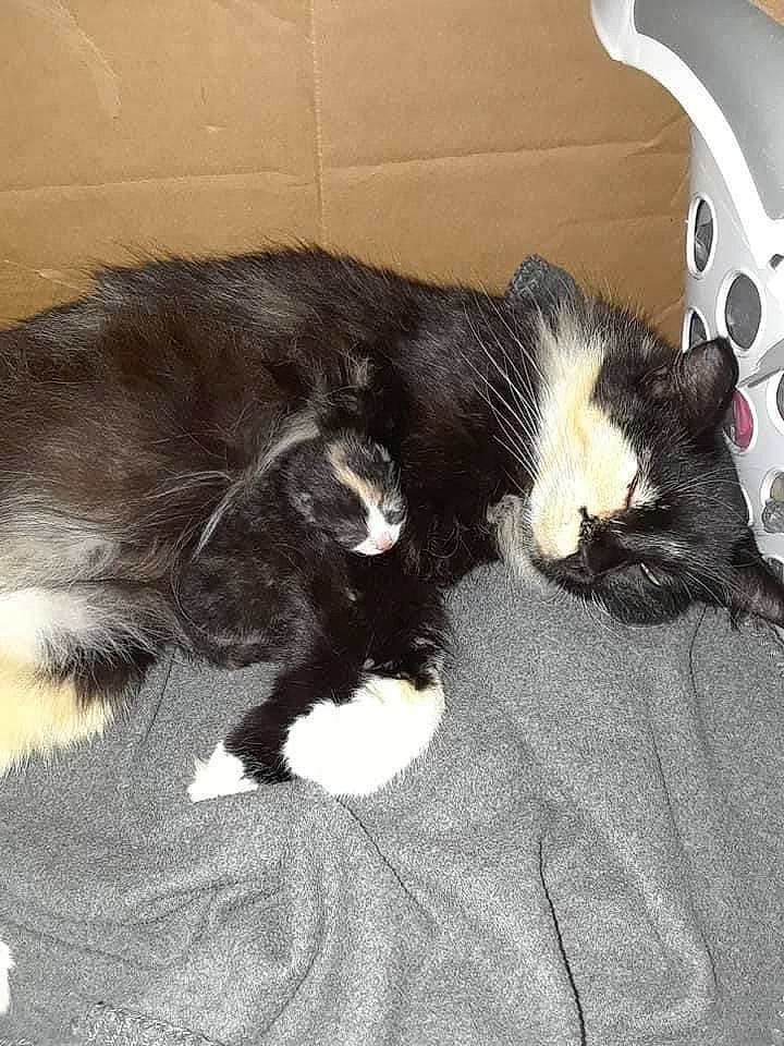 Miracle joined the competition — help win amazing prizes! black_cat, carnivore, cat, claw, comfort, domestic_short_haired_cat, ear, felidae, flooring, fur, nap, paw, small_to_medium_sized_cats, snout, tail, terrestrial_animal, whiskers
