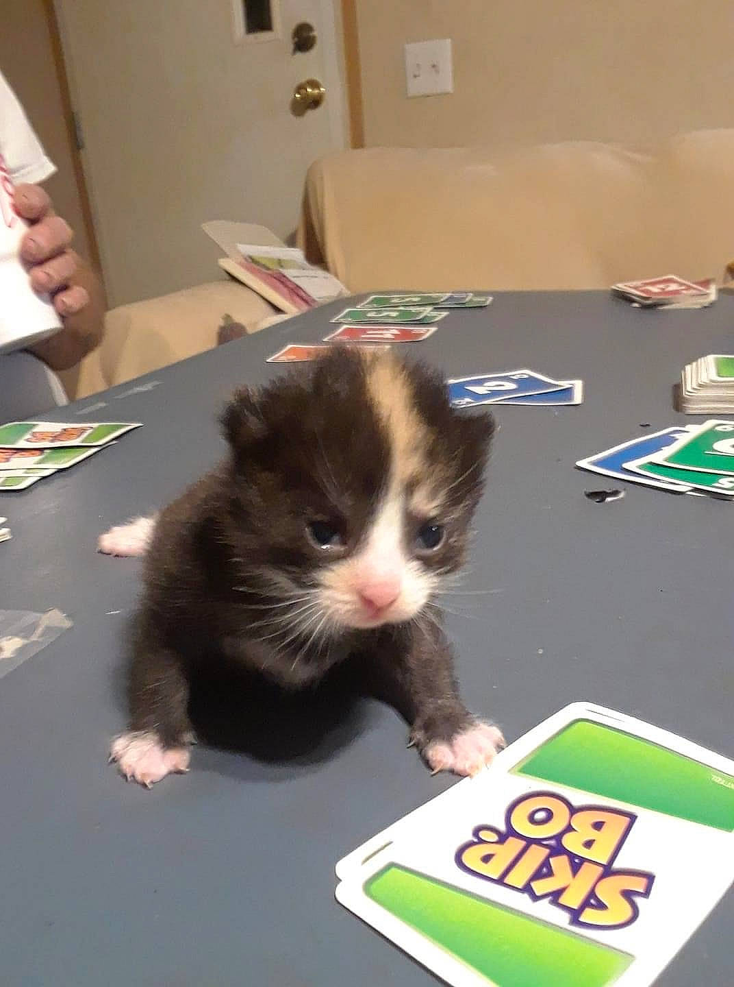 Miracle joined the competition — help win amazing prizes! baize, box, carnivore, cat, domestic_short_haired_cat, felidae, flooring, fur, gadget, games, play, publication, puzzle, recreation, room, small_to_medium_sized_cats, snout, table, tail, whiskers