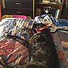 Rugur joined the competition — help win amazing prizes! bedding, bedroom, bookcase, cabinetry, comfort, companion_dog, dog, drawer, dresser, felidae, floor, flooring, hardwood, hat, linens, living_room, shelf, shelving, small_to_medium_sized_cats, wood