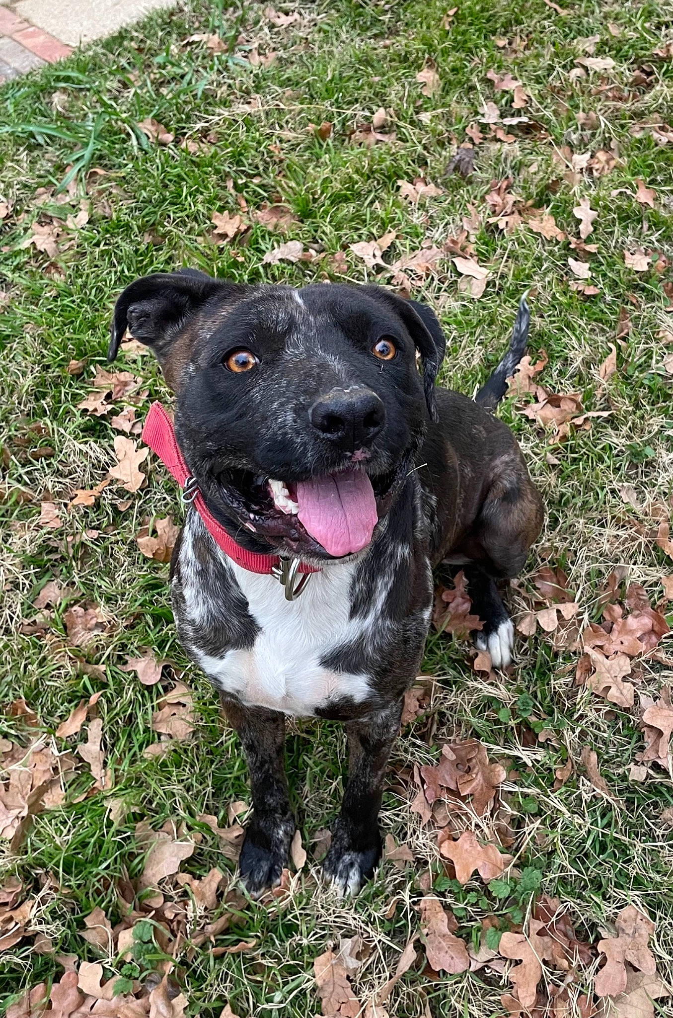 Rugur is registered to the contest to win money with this photo: borador, canidae, carnivore, collar, companion_dog, dog, dog_breed, dog_collar, fawn, grass, guard_dog, hunting_dog, non_sporting_group, plant, snout, soil, sporting_group, whiskers, working_animal, working_dog