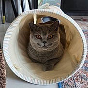 Coco participe au concours pour gagner de l'argent avec cette photo : cat, gray_cat, amber_eyes, fabric_tunnel, indoor, curious, pet, feline, cozy, striped, soft, floor, rug, home, animal, whiskers, closeup, relaxed, sitting, looking