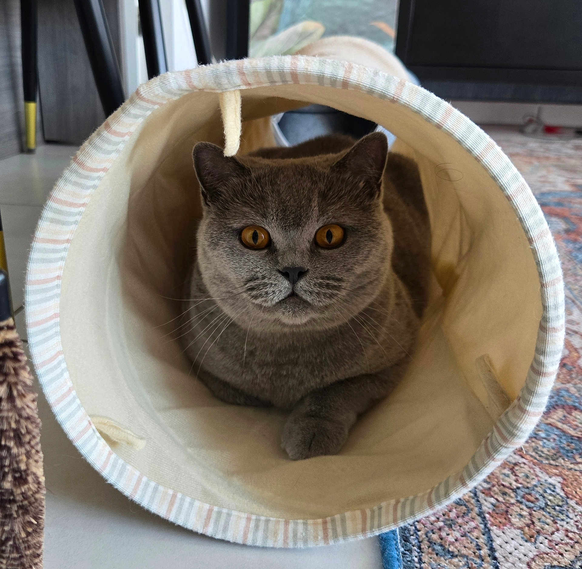 Coco participe au concours pour gagner de l'argent avec cette photo : cat, gray_cat, amber_eyes, fabric_tunnel, indoor, curious, pet, feline, cozy, striped, soft, floor, rug, home, animal, whiskers, closeup, relaxed, sitting, looking