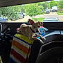 animal, camper, car_seat, collar, curious, daylight, dog, greenery, nature, outdoor_view, parked_car, pet, resting, road, suburban, towel, travel, tree, vehicle_interior, window
