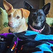 Fredo And Betty is registered to the contest to win money with this photo: animal, black_dog, blanket, collar, companion, couch, cozy, cute, dog, domestic, ears, fur, indoor, looking, pet, portrait, resting, snuggle, tan_dog, two_dogs
