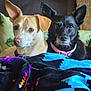 animal, black_dog, blanket, collar, companion, couch, cozy, cute, dog, domestic, ears, fur, indoor, looking, pet, portrait, resting, snuggle, tan_dog, two_dogs
