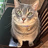 cat, gray_tabby, green_eyes, chair, wooden_chair, tablecloth, shamrock_pattern, indoor, tile_floor, pet, feline, looking_up, collar, domestic_cat, curious, cute, whiskers, ears, sitting, home