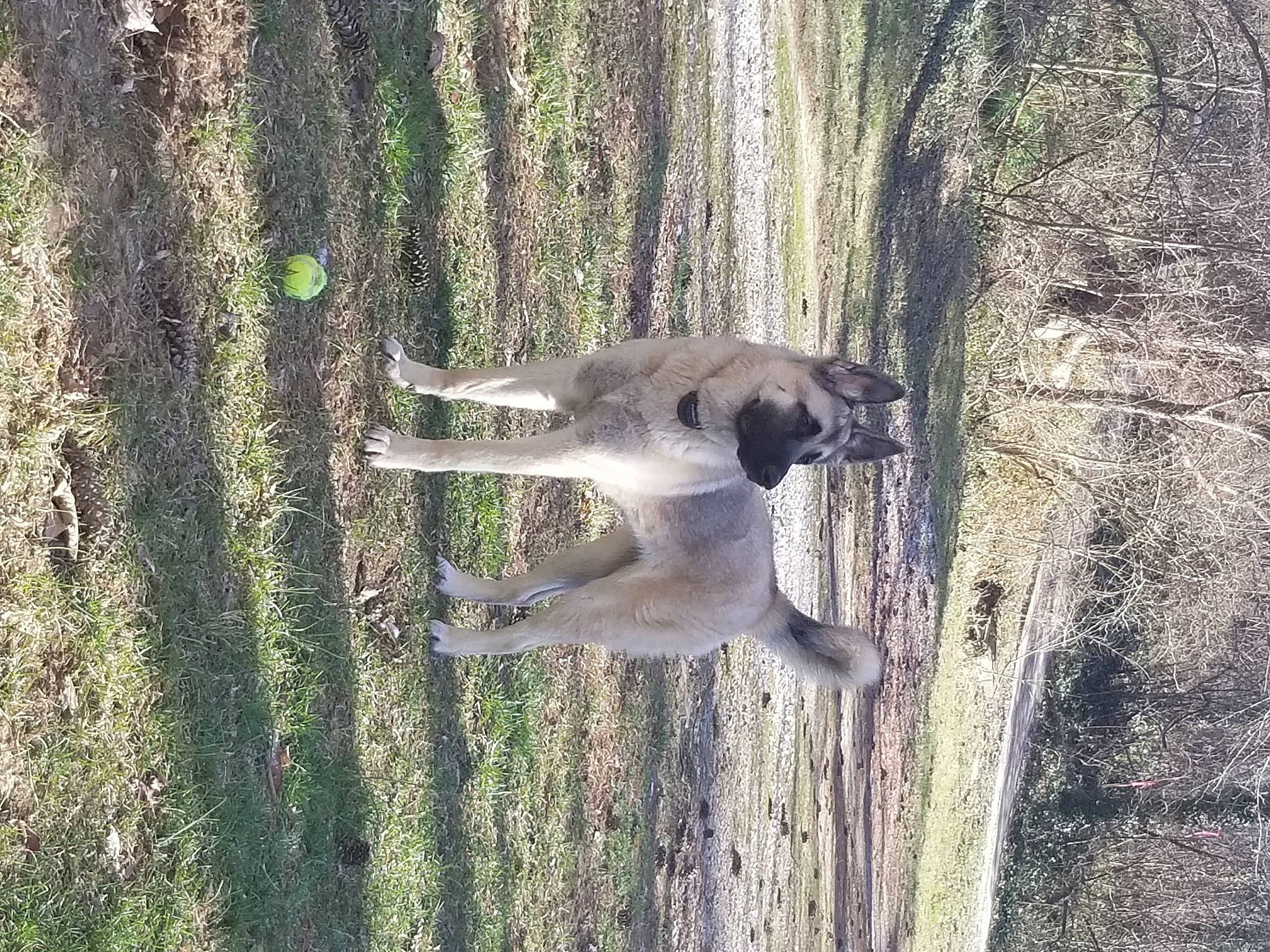 Runa is registered to the contest to win money with this photo: branch, canidae, carnivore, dog, dog_breed, fawn, forest, fur, grass, nature_reserve, plant, snout, sporting_group, tail, terrestrial_animal, tree, trunk, wildlife, wood, woodland