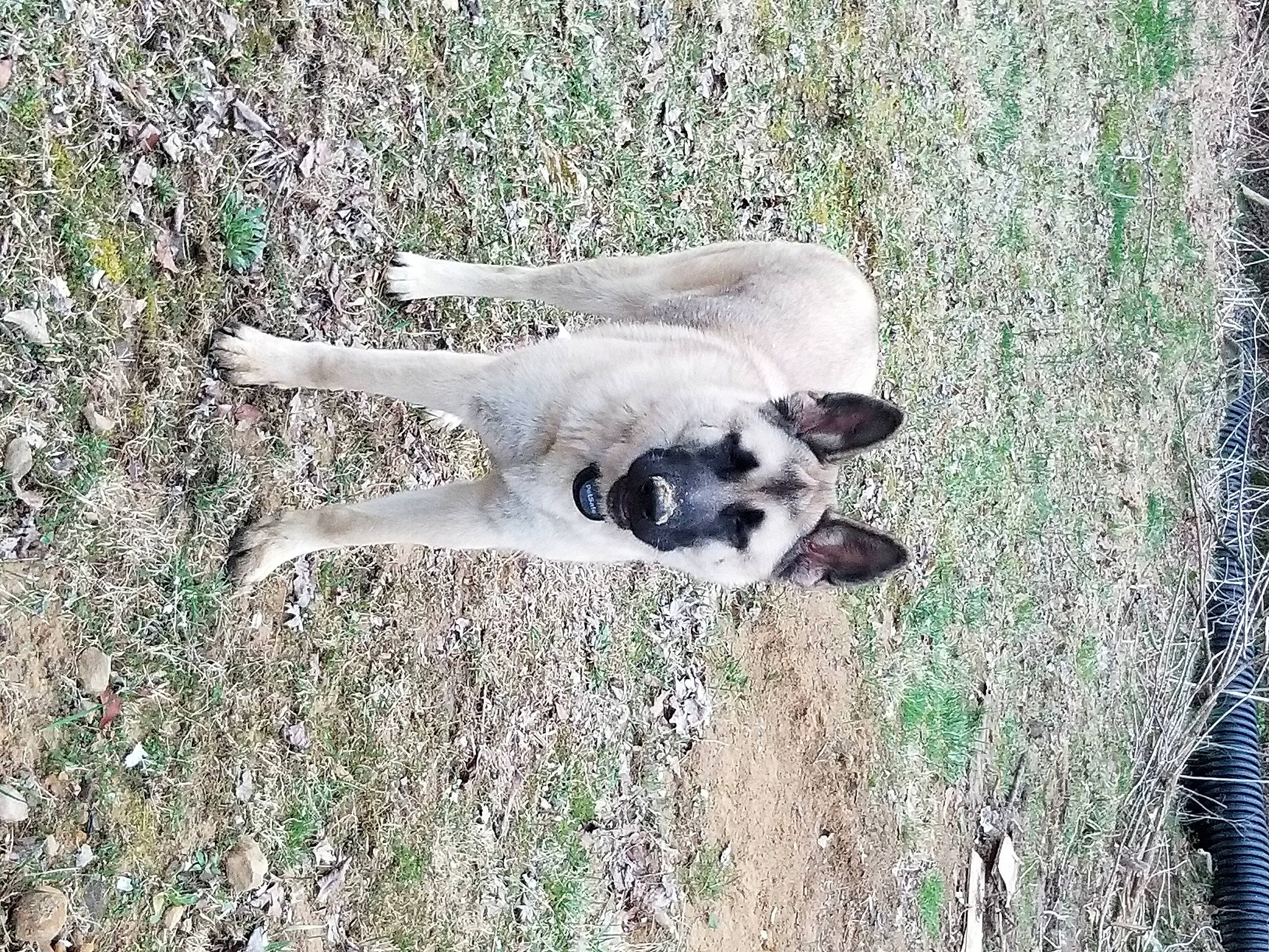 Runa is registered to the contest to win money with this photo: canidae, carnivore, dog, dog_breed, fawn, grass, non_sporting_group, paw, plant, snout, soil, sporting_group, tail, terrestrial_animal, working_animal