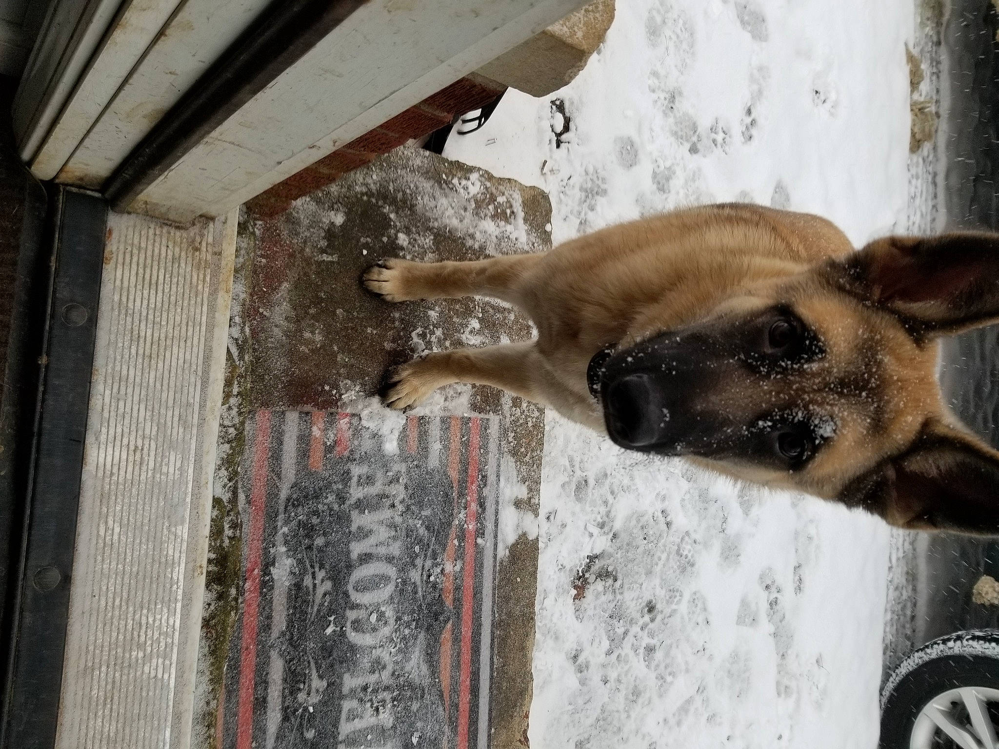 Runa joined the competition — help win amazing prizes! canidae, carnivore, collar, companion_dog, dog, dog_breed, fawn, fur, hardwood, logo, plank, snout, snow, sporting_group, tail, tire, wheel, window, wood, working_animal