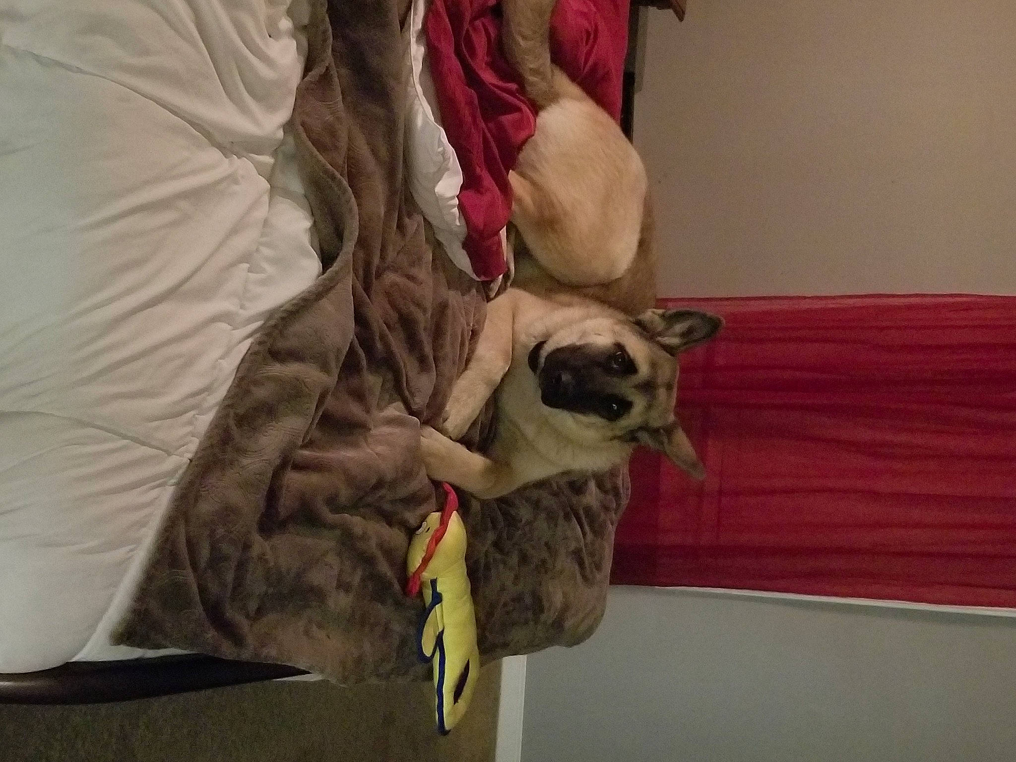 Runa joined the competition — help win amazing prizes! bed, bedding, bedroom, carnivore, comfort, companion_dog, couch, dog, dog_breed, dog_supply, fawn, felidae, flooring, fur, linens, pillow, sporting_group, toy_dog, wood, working_animal