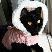 Charlotte Rose joined the competition — help win amazing prizes! cat, black_cat, golden_eyes, furry, hood, blanket, pink_blanket, white_fur, windowsill, indoor, portrait, close_up, animal, pet, whiskers, ears, sitting, cozy, window, dramatic_lighting
