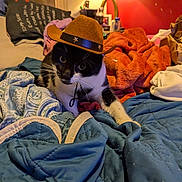 Tesla is registered to the contest to win money with this photo: cat, cowboy_hat, bed, blanket, pillow, lamp, indoor, black_and_white_cat, pet, fur, whiskers, cozy, home, furniture, animal, cute, relaxing, domestic, sleepy, soft_lighting
