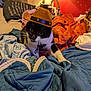 cat, cowboy_hat, bed, blanket, pillow, lamp, indoor, black_and_white_cat, pet, fur, whiskers, cozy, home, furniture, animal, cute, relaxing, domestic, sleepy, soft_lighting