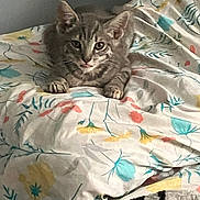 Leo is registered to the contest to win money with this photo: cat, tabby, gray_cat, pet, indoor, bed, blanket, floral_pattern, paws, tongue_out, resting, cute, feline, animal, cozy, home, comfort, relaxing, fur, whiskers