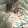 cat, tabby, gray_cat, pet, indoor, bed, blanket, floral_pattern, paws, tongue_out, resting, cute, feline, animal, cozy, home, comfort, relaxing, fur, whiskers