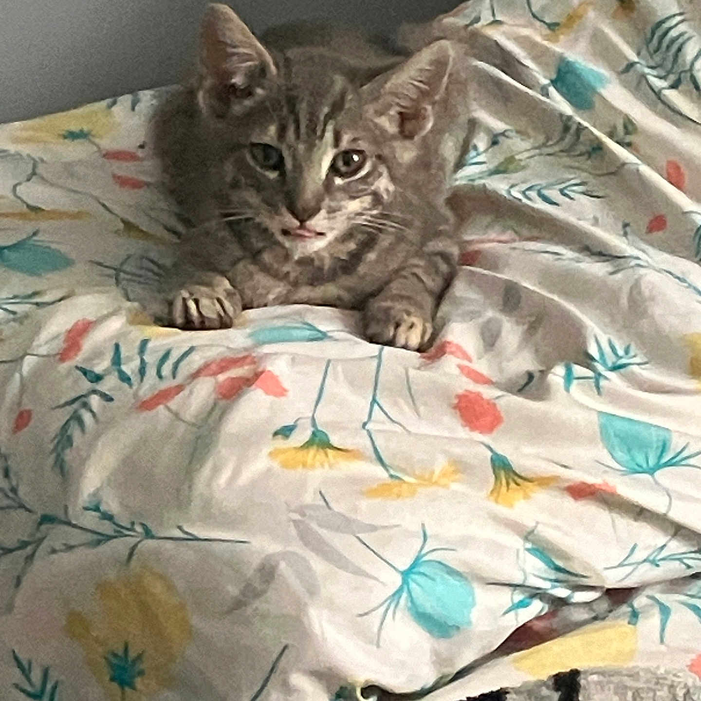 Leo is registered to the contest to win money with this photo: animal, bed, blanket, cat, comfort, cozy, cute, feline, floral_pattern, fur, gray_cat, home, indoor, paws, pet, relaxing, resting, tabby, tongue_out, whiskers