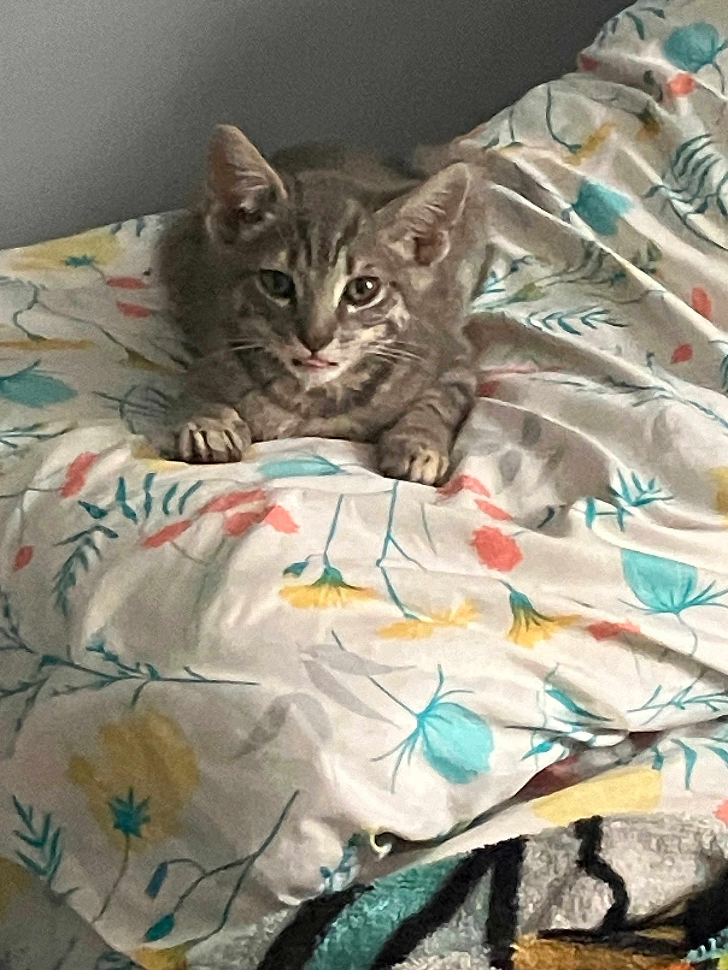Leo is registered to the contest to win money with this photo: cat, tabby, gray_cat, pet, indoor, bed, blanket, floral_pattern, paws, tongue_out, resting, cute, feline, animal, cozy, home, comfort, relaxing, fur, whiskers