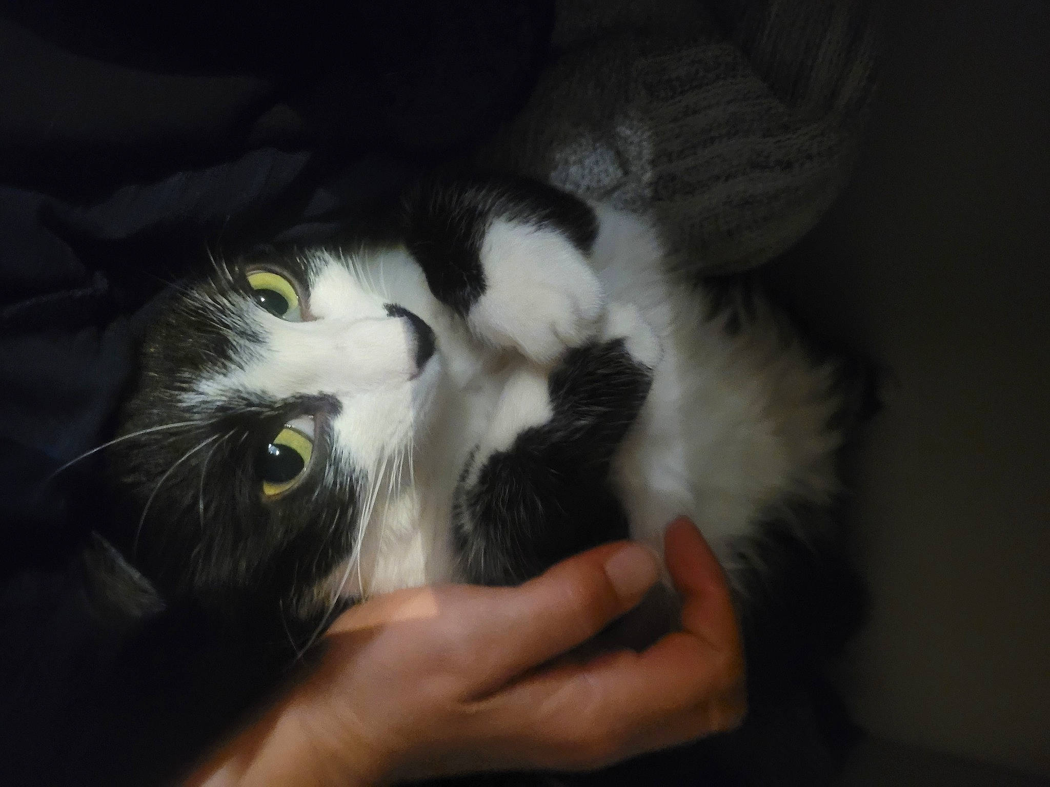 Patoune participe au concours pour gagner de l'argent avec cette photo : carnivore, cat, claw, comfort, darkness, domestic_short_haired_cat, ear, eye, felidae, foot, fur, gesture, hand, iris, nail, paw, small_to_medium_sized_cats, snout, tail, whiskers