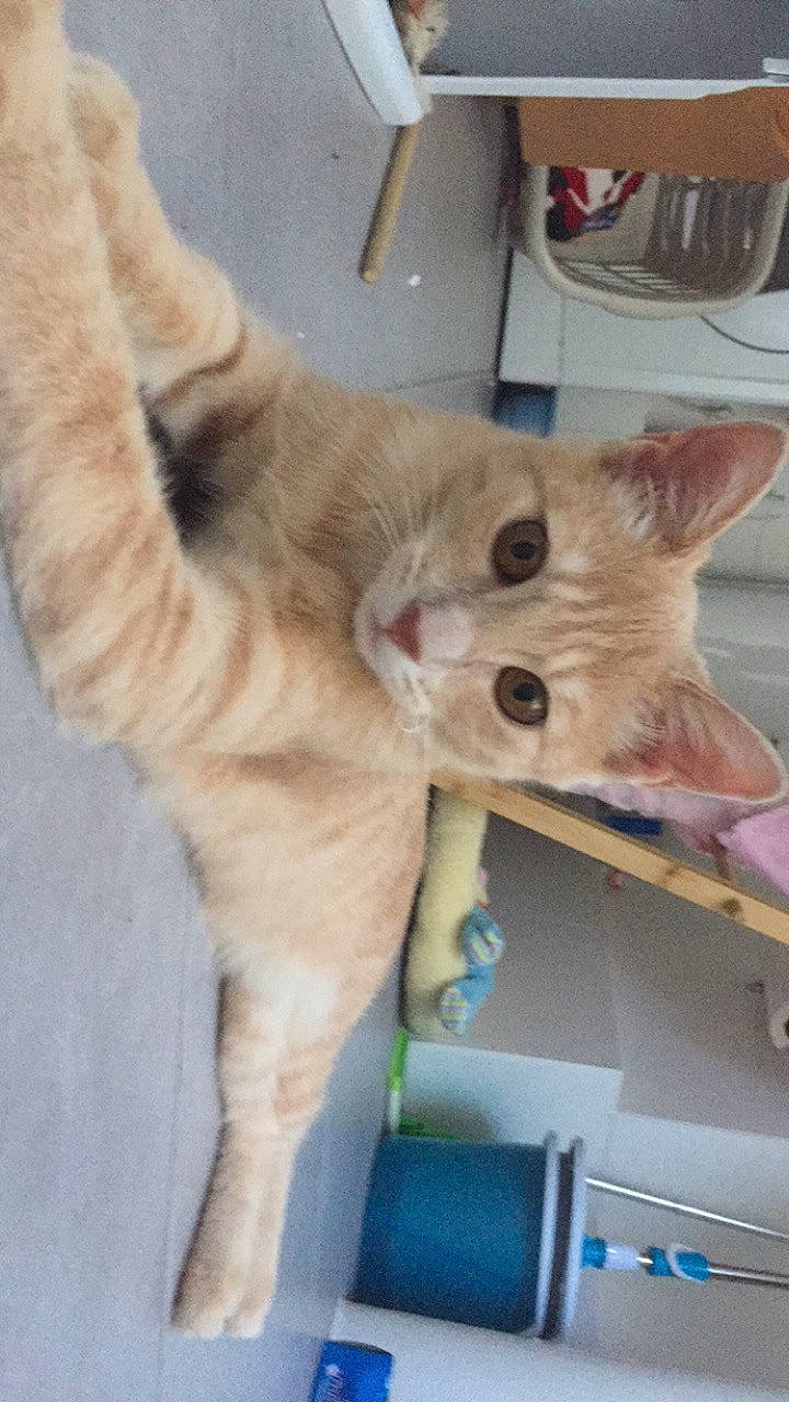 Sacha a rejoint le concours — aidez-le/la à gagner de superbes lots ! canidae, carnivore, cat, domestic_short_haired_cat, european_shorthair, fawn, felidae, kitten, mammal, ojos_azules, polydactyl_cat, small_to_medium_sized_cats, tail, whiskers