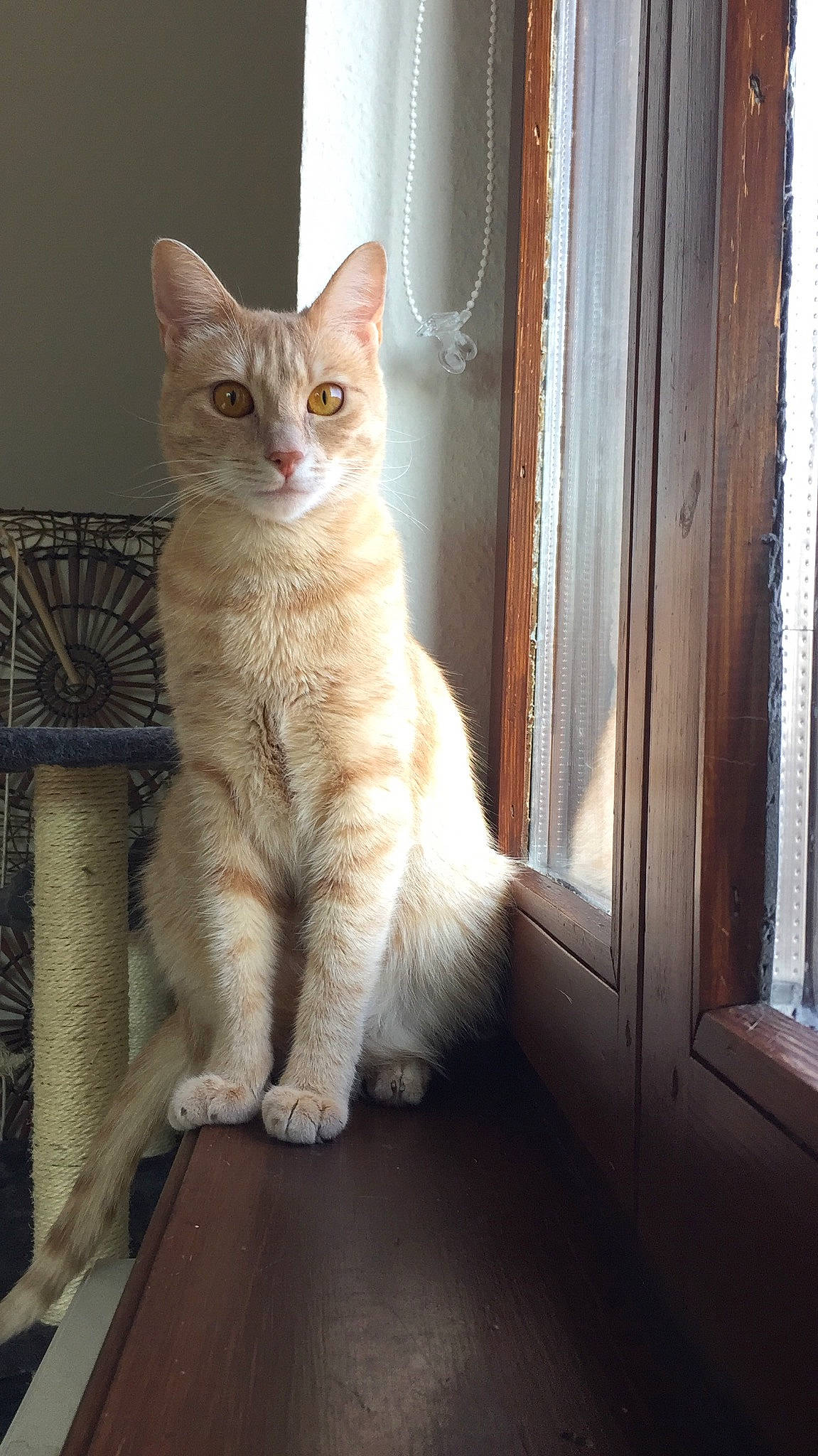 Sacha participe au concours pour gagner de l'argent avec cette photo : aegean_cat, asian, australian_mist, british_semi_longhair, burmilla, carnivore, cat, domestic_short_haired_cat, european_shorthair, fawn, felidae, german_rex, kitten, mammal, ojos_azules, polydactyl_cat, small_to_medium_sized_cats, vertebrate, whiskers, window