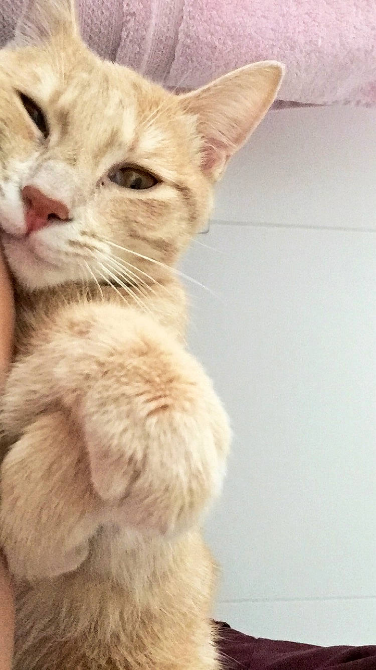 Sacha a rejoint le concours — aidez-le/la à gagner de superbes lots ! aegean_cat, asian, carnivore, cat, close_up, ear, european_shorthair, eye, fawn, felidae, fur, kitten, mammal, nose, skin, small_to_medium_sized_cats, snout, tabby_cat, tail, whiskers