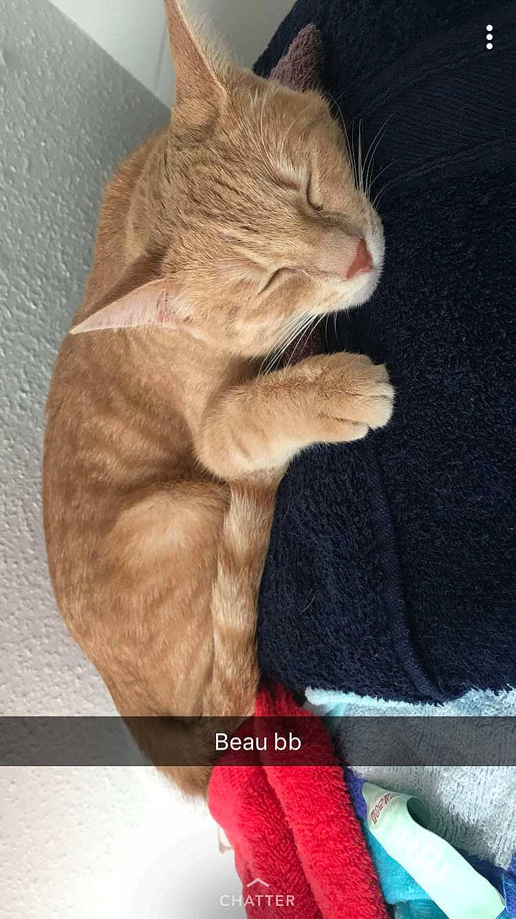 Sacha participe au concours pour gagner de l'argent avec cette photo : asian, british_shorthair, carnivore, cat, chartreux, chausie, domestic_short_haired_cat, european_shorthair, fawn, felidae, gesture, kitten, korat, paw, photo_caption, polydactyl_cat, small_to_medium_sized_cats, tabby_cat, whiskers