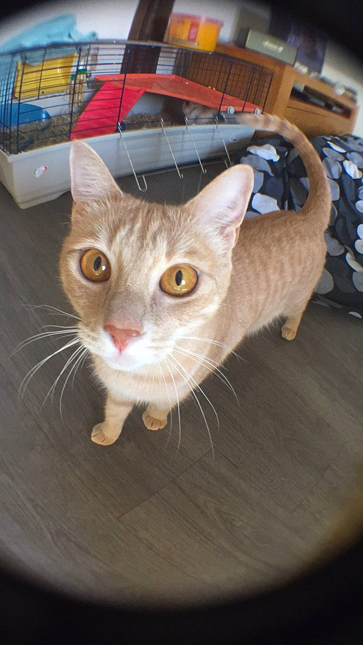 Sacha a rejoint le concours — aidez-le/la à gagner de superbes lots ! aegean_cat, american_wirehair, arabian_mau, asian, carnivore, cat, domestic_short_haired_cat, european_shorthair, eye, fawn, felidae, german_rex, kitten, mammal, ojos_azules, small_to_medium_sized_cats, tabby_cat, whiskers