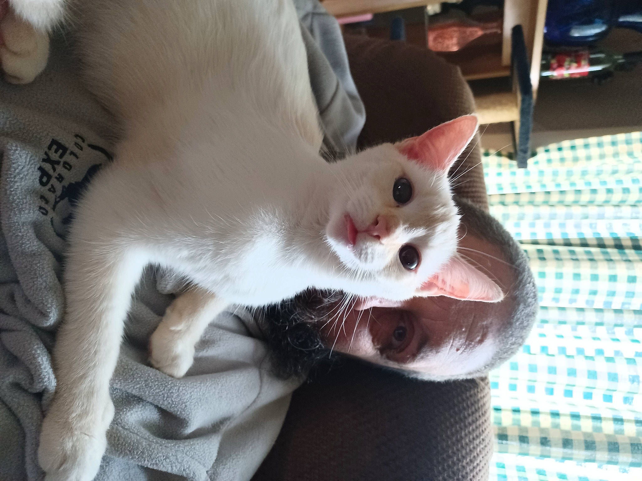 Butters is registered to the contest to win money with this photo: carnivore, cat, claw, collar, domestic_short_haired_cat, fang, fawn, felidae, fur, paw, shelf, small_to_medium_sized_cats, snout, tail, whiskers