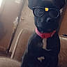Diamond is registered to the contest to win money with this photo: dog, black_dog, sunglasses, red_collar, pet, animal, sitting, portrait, indoors, chair, furniture, window, sunlight, living_room, cute, funny, fashion, accessory, short_hair, white_chest_marking
