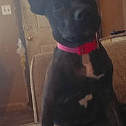 Diamond joined the competition — help win amazing prizes! dog, puppy, black_dog, red_collar, pointed_ears, sitting, head_tilt, pet, animal, indoors, chair, furniture, doorway, home, carpet, portrait, centered_subject, cozy, dark_fur, cute