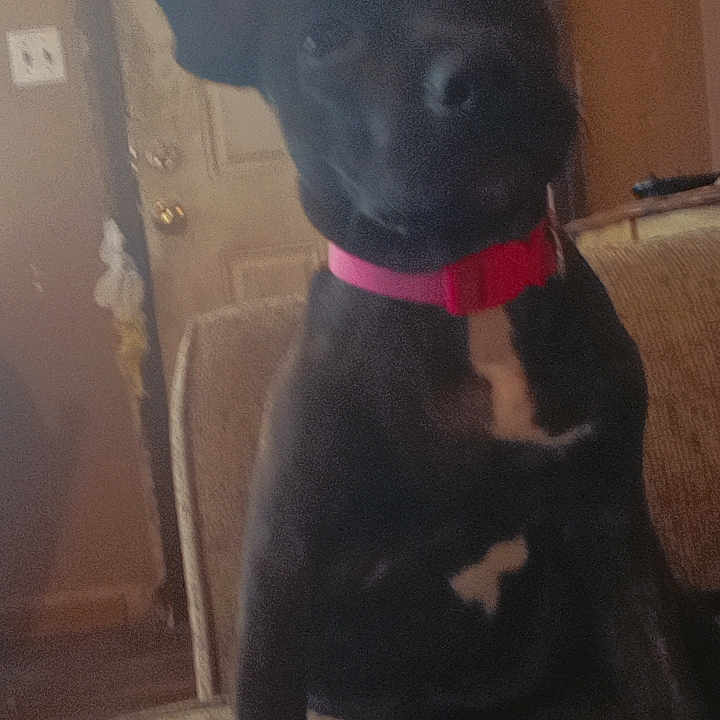 Diamond joined the competition — help win amazing prizes! dog, puppy, black_dog, red_collar, pointed_ears, sitting, head_tilt, pet, animal, indoors, chair, furniture, doorway, home, carpet, portrait, centered_subject, cozy, dark_fur, cute