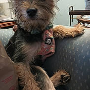 Misty joined the competition — help win amazing prizes! dog, pet, indoor, couch, fur, ears, harness, curious, closeup, canine, animal, mammal, snout, paw, relaxed, furniture, domestic, cute, small_dog, portrait