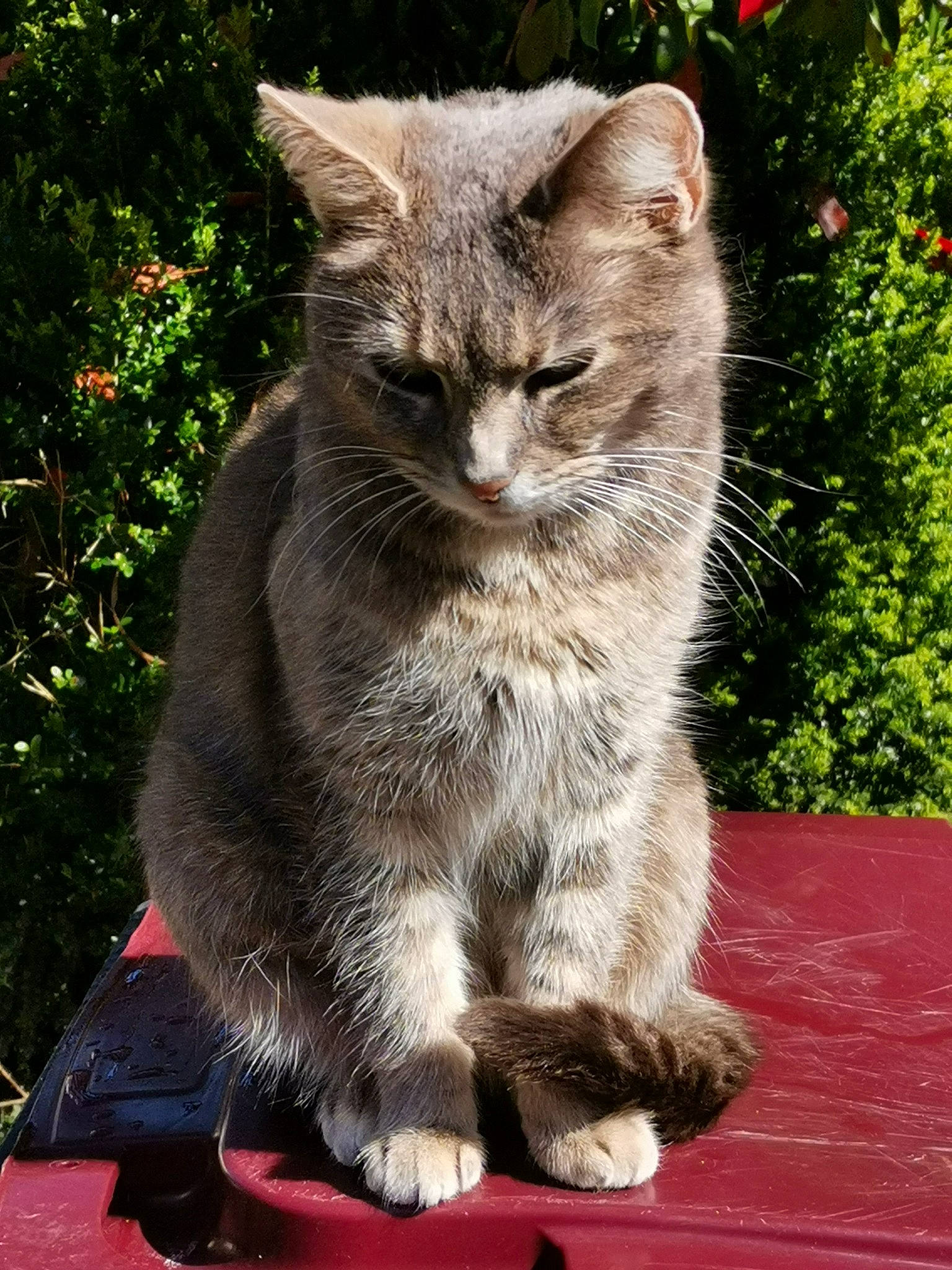 Chelsea a rejoint le concours — aidez-le/la à gagner de superbes lots ! carnivore, cat, claw, domestic_short_haired_cat, felidae, flower, fur, grass, groundcover, plant, sitting, small_to_medium_sized_cats, snout, tail, terrestrial_animal, tree, whiskers, wildlife, window