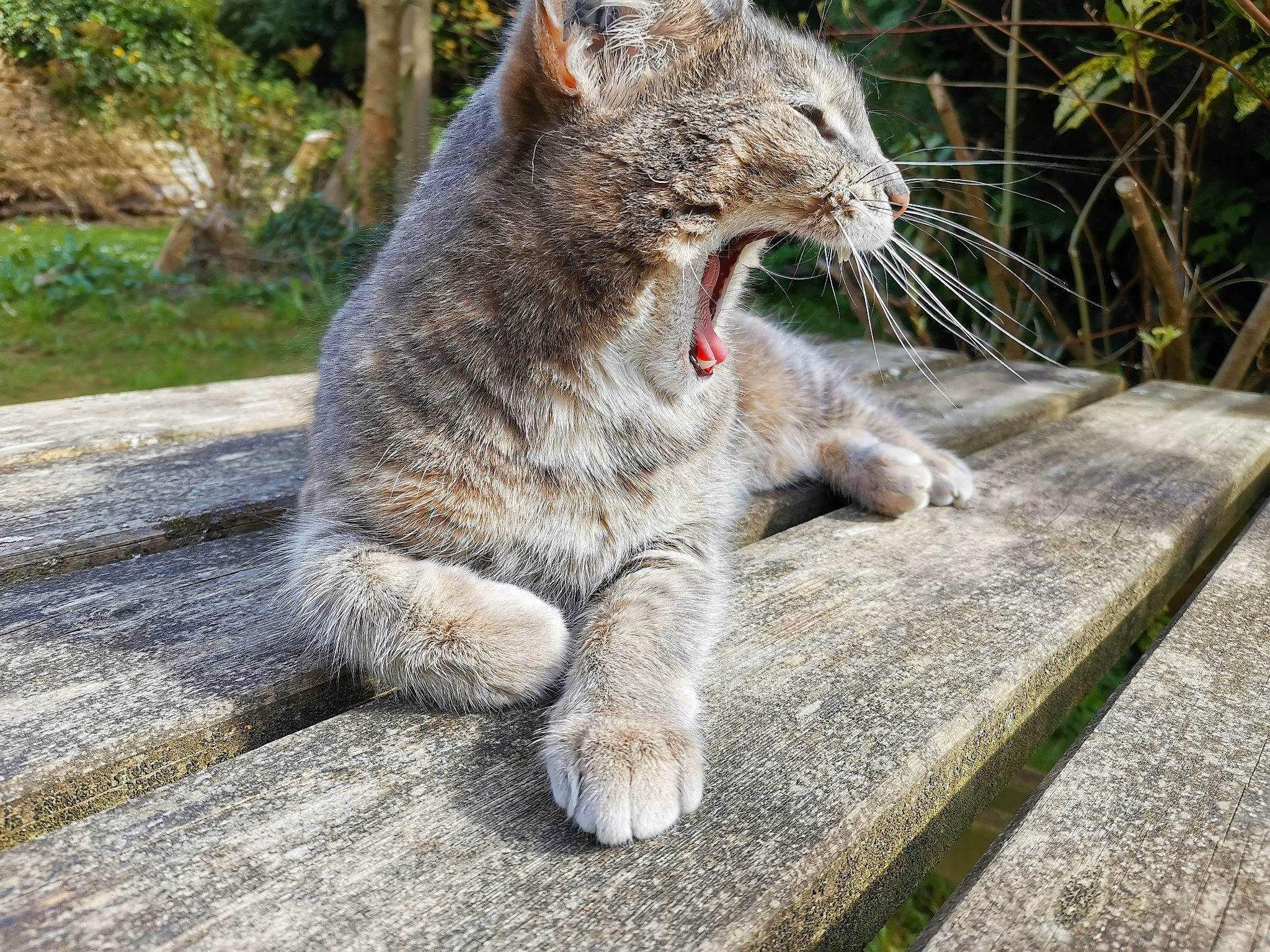 Chelsea a rejoint le concours — aidez-le/la à gagner de superbes lots ! carnivore, cat, claw, domestic_short_haired_cat, fawn, felidae, fur, grass, grey, groundcover, paw, plant, small_to_medium_sized_cats, snout, tail, terrestrial_animal, tree, whiskers, wildlife, yawn