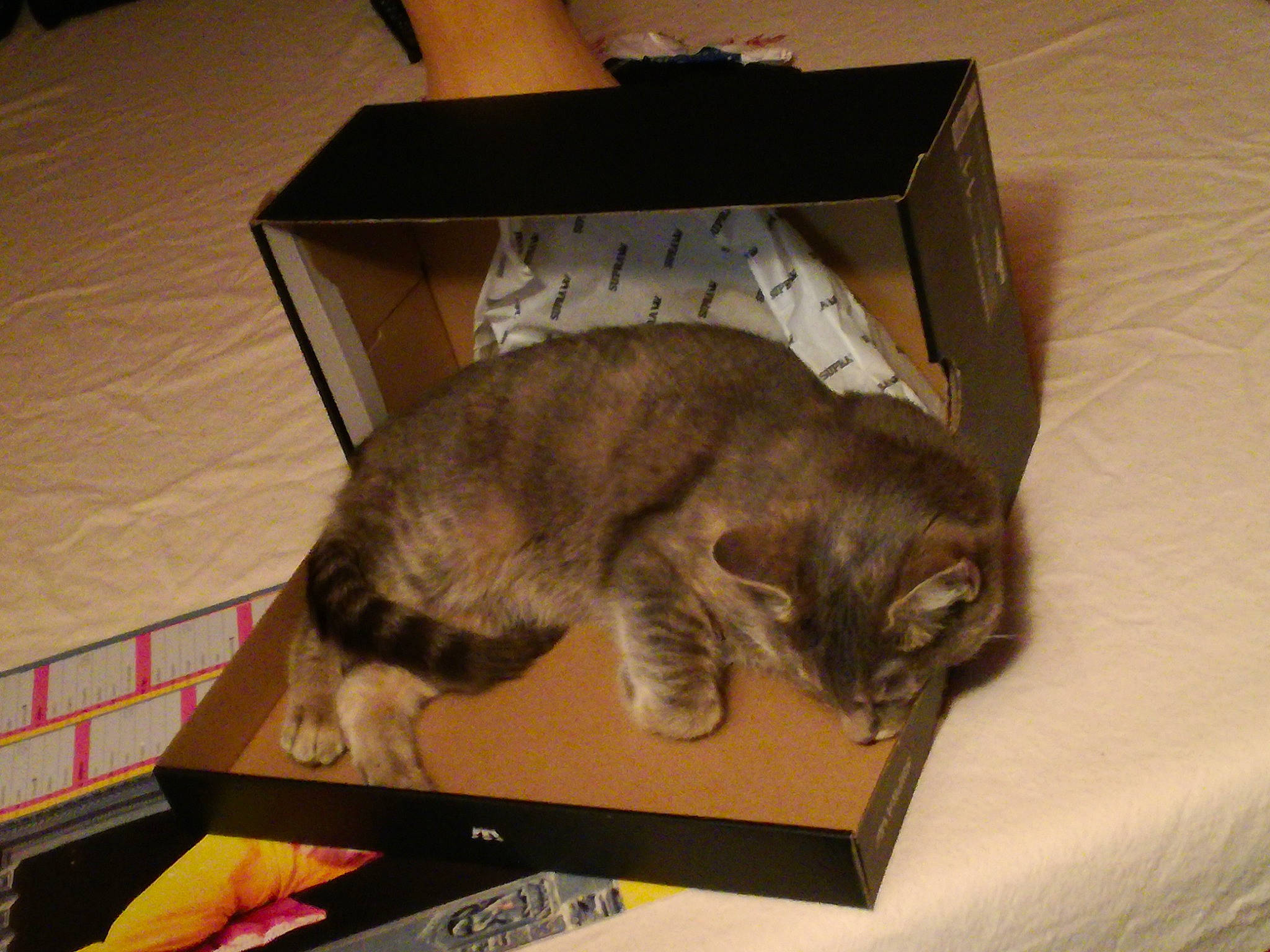 Chelsea participe au concours pour gagner de l'argent avec cette photo : box, cardboard, carnivore, carton, cat, comfort, domestic_short_haired_cat, felidae, fur, hardwood, packaging_and_labeling, paw, pet_supply, room, shipping_box, small_to_medium_sized_cats, tail, whiskers