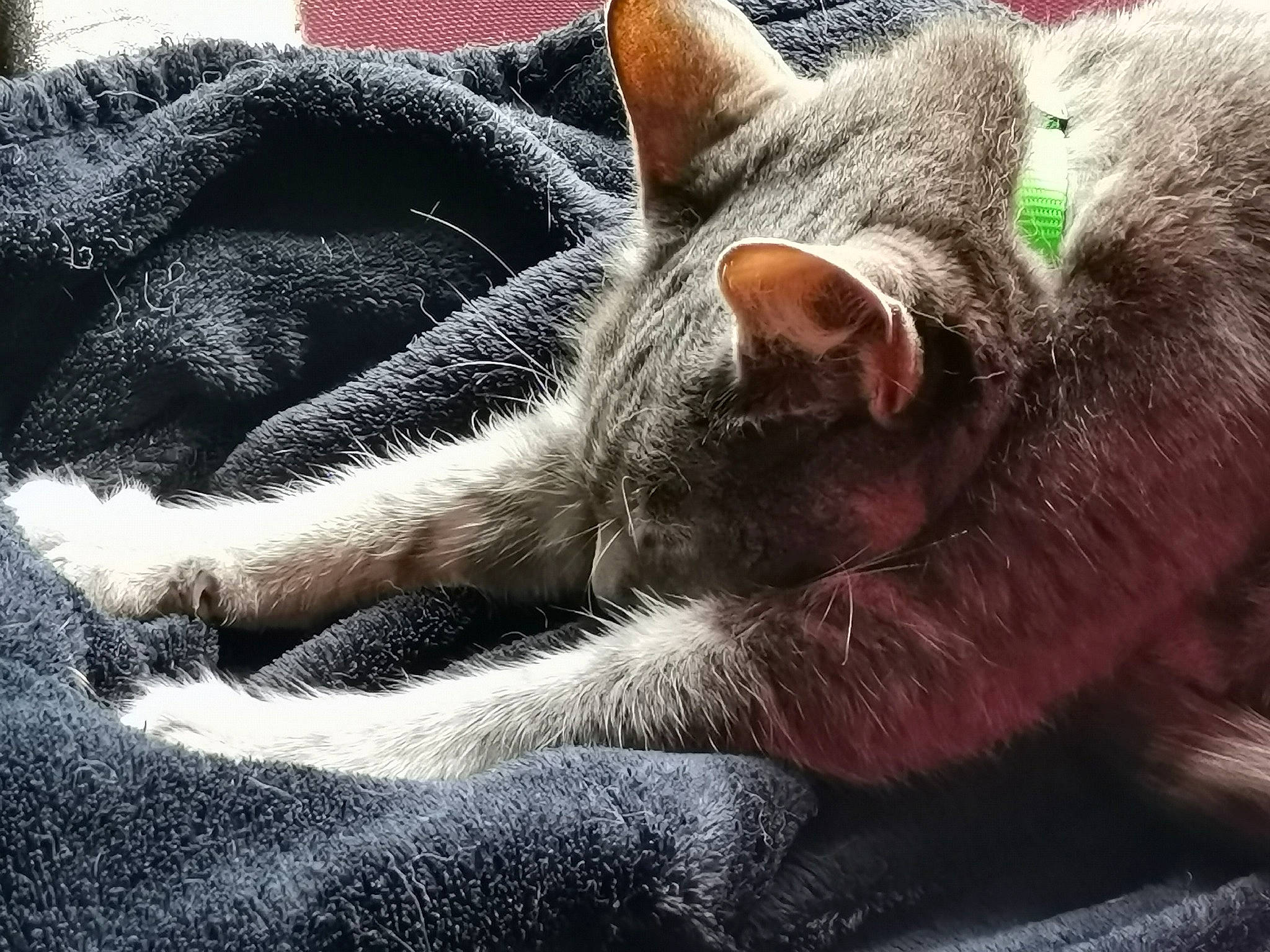 Chelsea participe au concours pour gagner de l'argent avec cette photo : carnivore, cat, cat_supply, claw, comfort, domestic_short_haired_cat, eye, felidae, fur, grey, nap, paw, russian_blue, sitting, sleep, small_to_medium_sized_cats, snout, tail, whiskers, wildlife