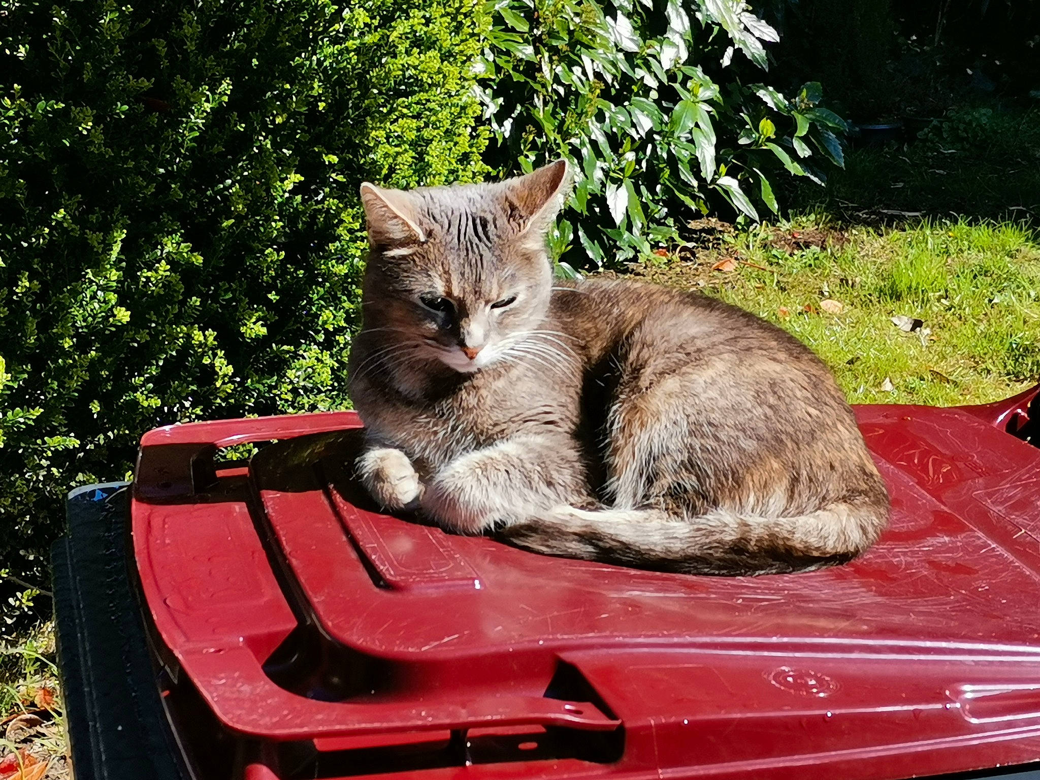 Chelsea a rejoint le concours — aidez-le/la à gagner de superbes lots ! automotive_exterior, carnivore, cat, domestic_short_haired_cat, fawn, felidae, fur, grass, motor_vehicle, outdoor_furniture, plant, sitting, small_to_medium_sized_cats, snout, table, tail, tree, whiskers, wildlife, wood
