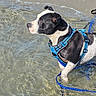 Una Matata participe au concours pour gagner de l'argent avec cette photo : dog, black_and_white, harness, water, beach, shallow_water, wet_fur, leash, outdoor, sunlight, waves, sand, pet, animal, canine, summer, nature, standing, looking, blue